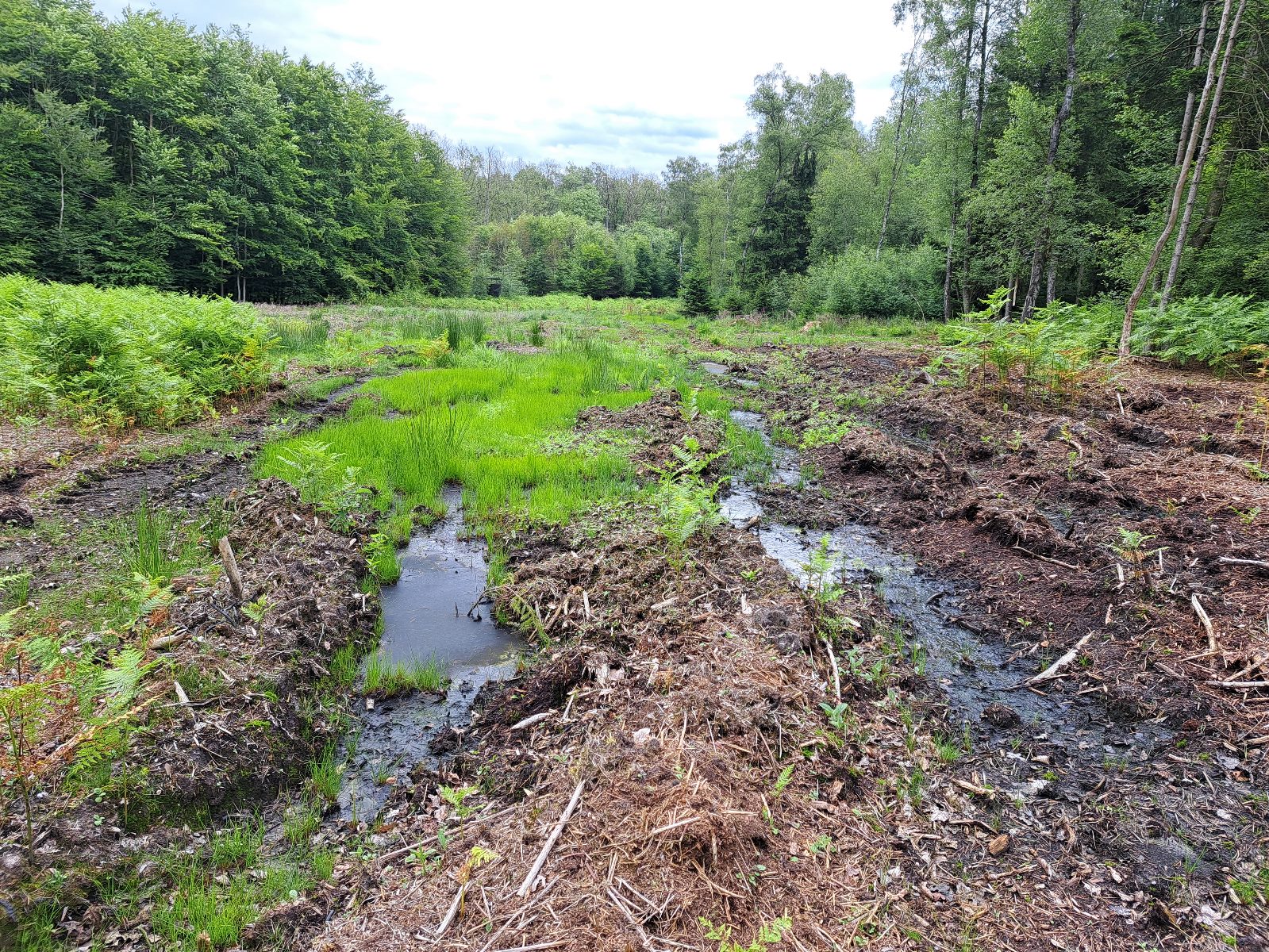 Du betrachtest gerade Stellungnahme des Netzwerkes zur Aufforstung Wildenrather Wald